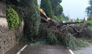 albero in strada obbligo vigilanza ente